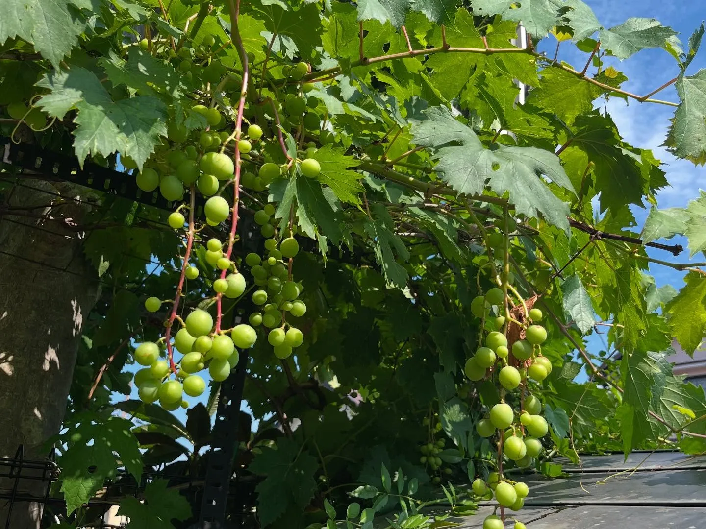 今週末に京都市から産後デイケア施設（HARU上京-with ...
