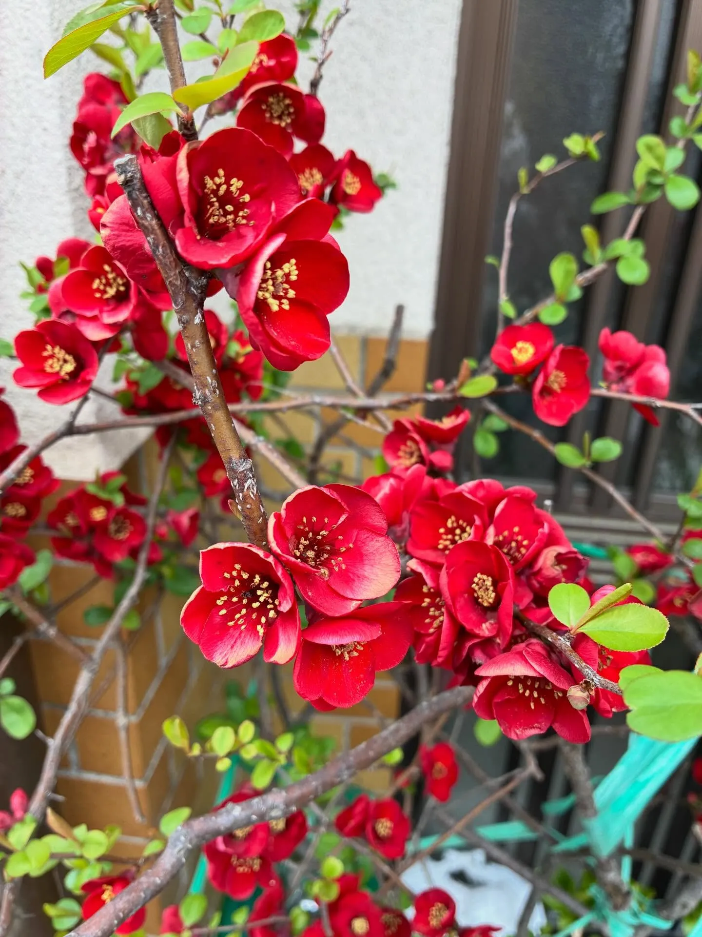 ☆訪問看護、利用者さんとお散歩中☆