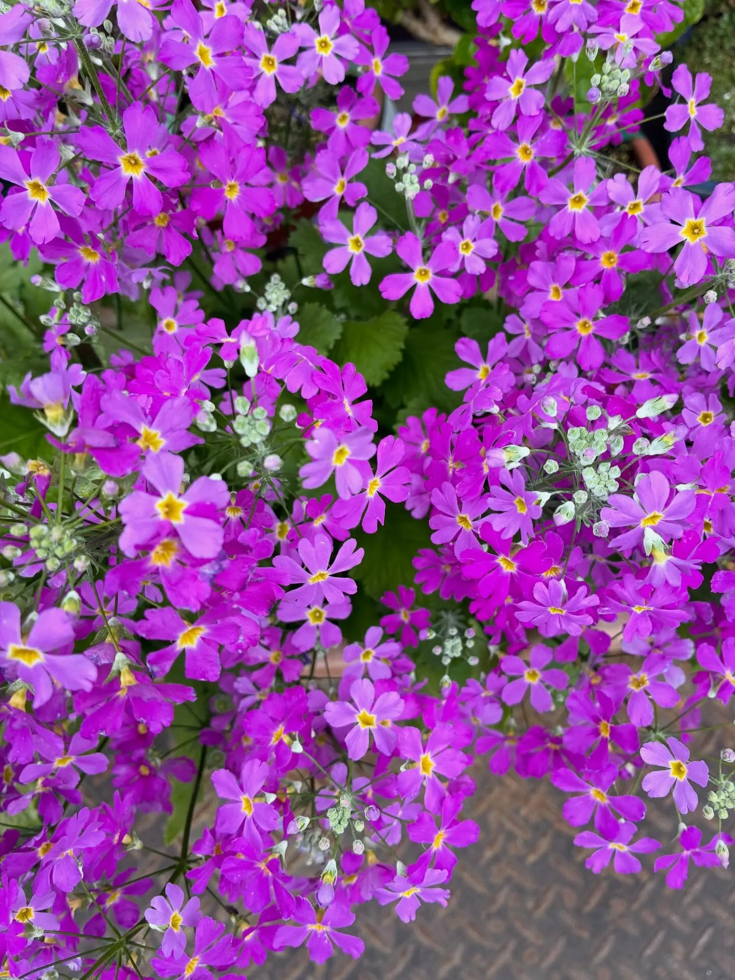 ☆訪問看護、利用者さんとお散歩中☆